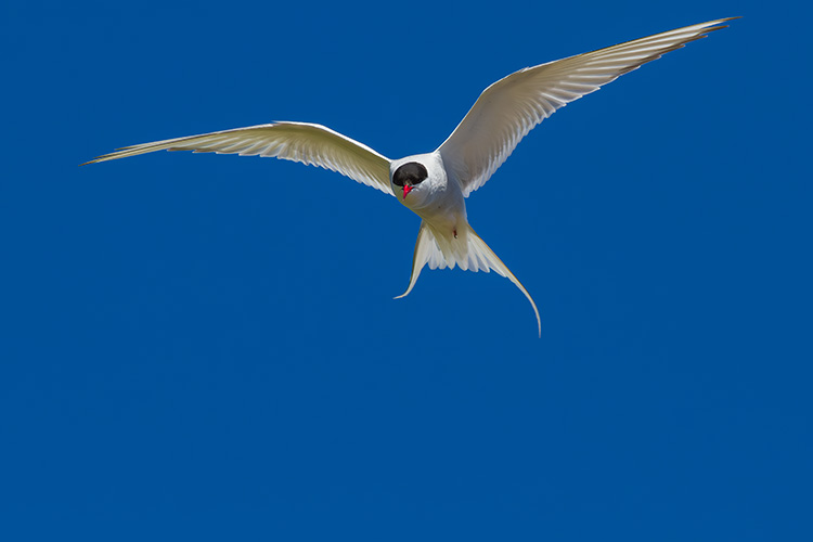 Arctic tern Sterna paradisaea 